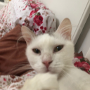 radu9264#9575's avatar