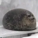 limguado