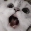 mamshishi