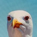 baaaaaaaawk2556