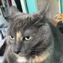 catto6