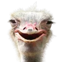 zentomeeu