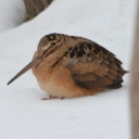 avatar The Wood cock Leader