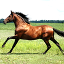 BrownHorse