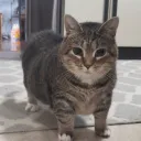 tonylicious