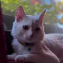 libasabb