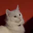 avatar AstroTheFurry