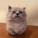 avatar бульбик=)