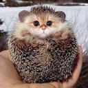 avatar бульбик=)