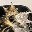 avatar SpeakBeforeYouThink