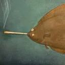 bachforelle40