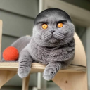 avatar Mo1od