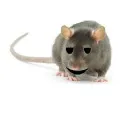 fatrat9183
