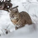 fcatus