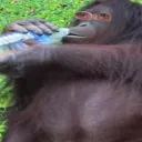 hydratdmonke