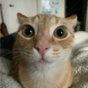 avatar старнебула