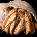 rustykrab