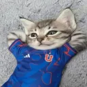 oscard
