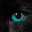 avatar Nix..?