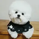broodierdog01