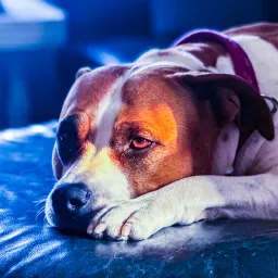 DoggieDaBoy's Avatar