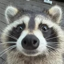 rascal.raccoon