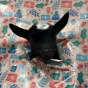 avatar 𝖘𝖈𝖆𝖗𝖑𝖊𝖙𝖙 𓋹