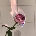 poselikerose
