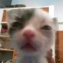 hshsnn_