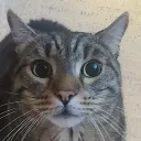 ktilis