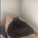 avatar Horny Master 1337