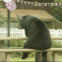 bionovafood863's Avatar