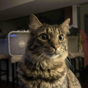 avatar zorsti