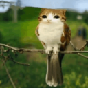 avatar SirFrostymugs