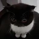 nonsiy