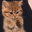 avatar ! 𝖘𝖛𝖆𝖉𝖊𝖚𝖘𝖟𝖟