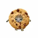 cookiecat04 avatar