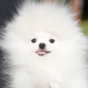 avatar 고르등 댕댕씨