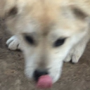 avatar 고르등 댕댕씨