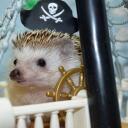 captainhedgehog1013