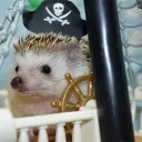 captainhedgehog1013