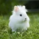 lovelybunny_