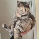 maitre_chat