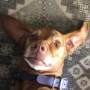 jdog787