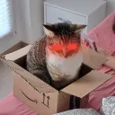 thelongkitty