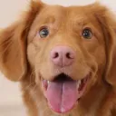 alivedog.