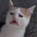 catdumb2249
