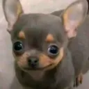 peachierose