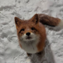 avatar 𑣲 inactive