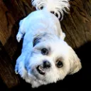 dogbudz